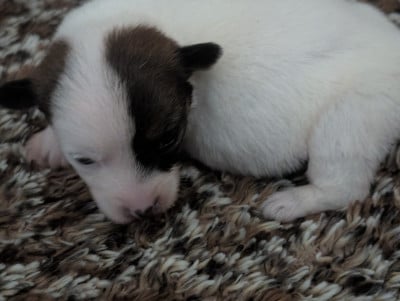 Les chiots de Jack Russell Terrier