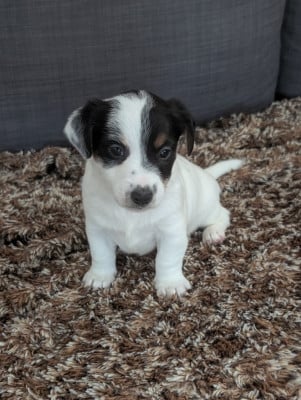 Les chiots de Jack Russell Terrier