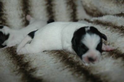 Les chiots de Jack Russell Terrier