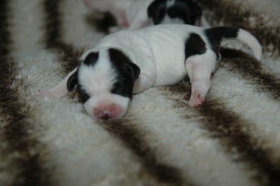 Les chiots de Jack Russell Terrier