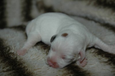 Les chiots de Jack Russell Terrier
