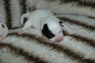 Les chiots de Jack Russell Terrier
