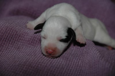 Les chiots de Jack Russell Terrier