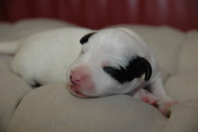 Les chiots de Jack Russell Terrier