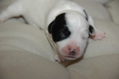 Les chiots de Jack Russell Terrier