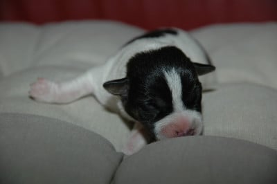 Les chiots de Jack Russell Terrier