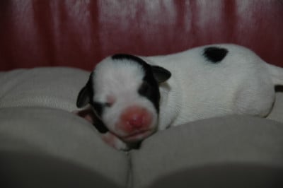 Les chiots de Jack Russell Terrier
