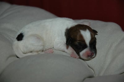 Les chiots de Jack Russell Terrier
