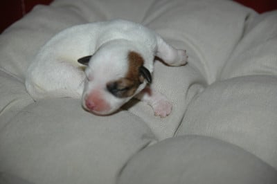 Les chiots de Jack Russell Terrier