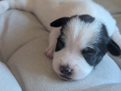 Les chiots de Jack Russell Terrier