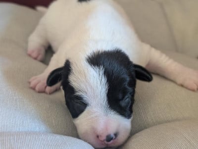 Les chiots de Jack Russell Terrier