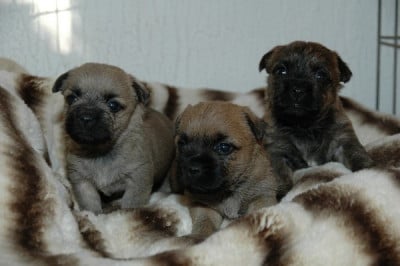 B - Cairn Terrier