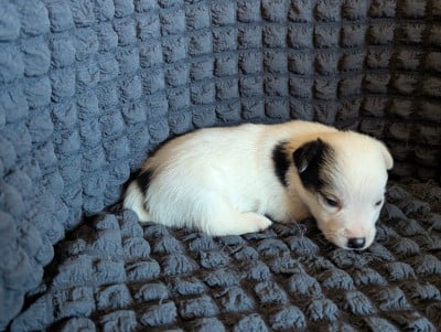 Les chiots de Jack Russell Terrier