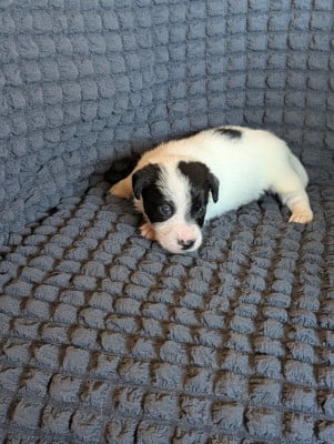 Les chiots de Jack Russell Terrier