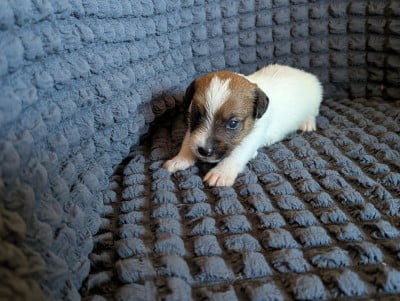 Les chiots de Jack Russell Terrier