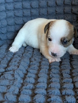 Les chiots de Jack Russell Terrier