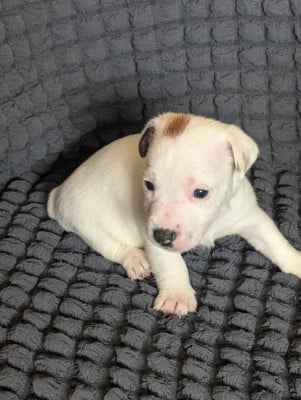 Les chiots de Jack Russell Terrier