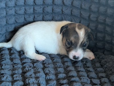 Les chiots de Jack Russell Terrier