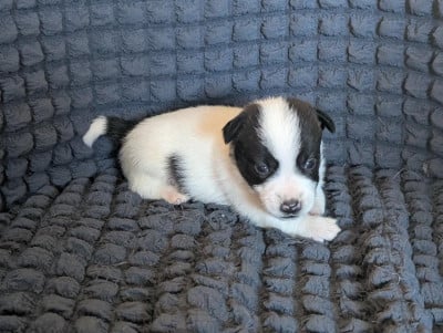 Les chiots de Jack Russell Terrier