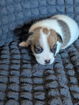 Les chiots de Jack Russell Terrier