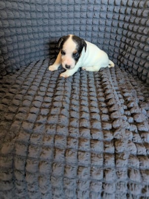 Les chiots de Jack Russell Terrier