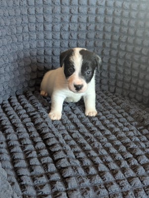 Les chiots de Jack Russell Terrier