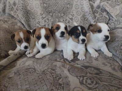 Jack Russell Terrier - de la pinkinerie