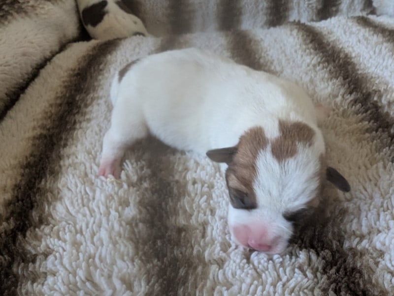 Jack Russell Terrier - de la pinkinerie