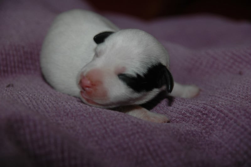 Jack Russell Terrier - de la pinkinerie
