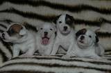 Jack Russell Terrier - de la pinkinerie
