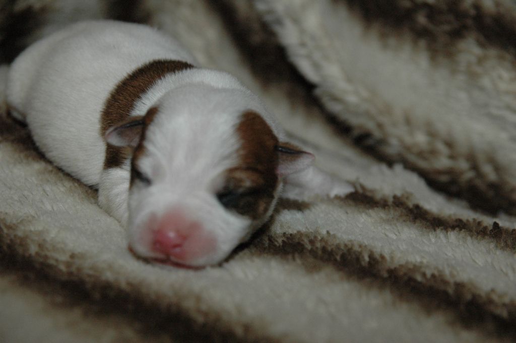 mâle n°4 - Jack Russell Terrier