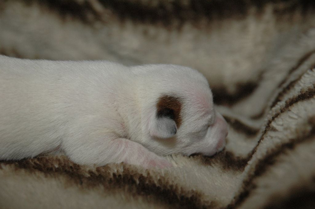 mâle n°3 - Jack Russell Terrier