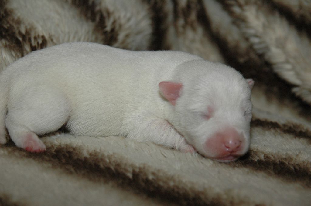 mâle n°2 - Jack Russell Terrier