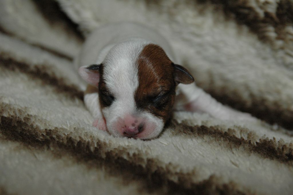 femelle N°2 - Jack Russell Terrier