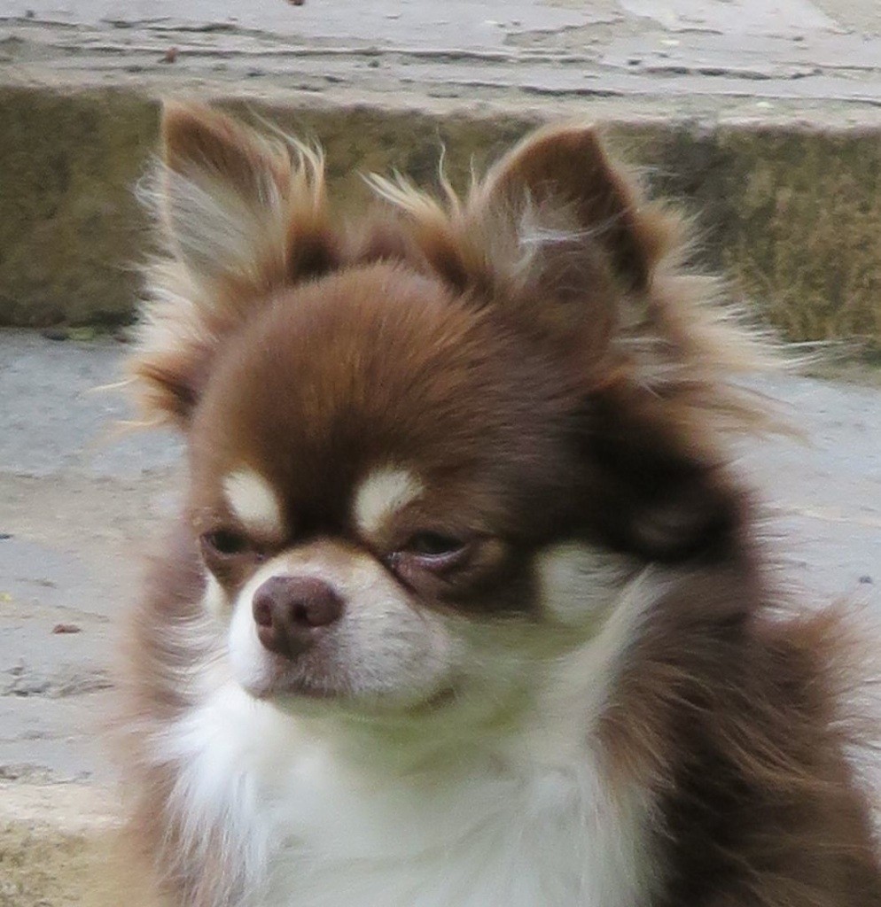 Publication : de Torranswald