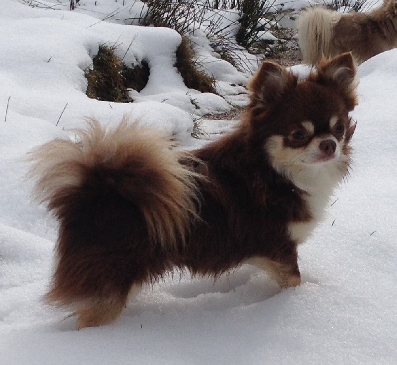 Ingall's brown de Torranswald - 2 ème Excellent