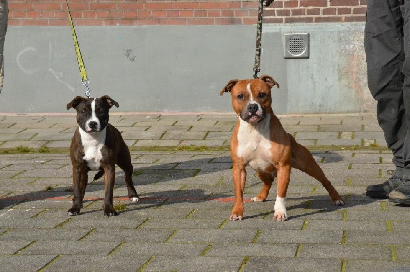 Publication : du temple de Gaïa Auteur : Farid