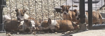 Male 5 - American Staffordshire Terrier