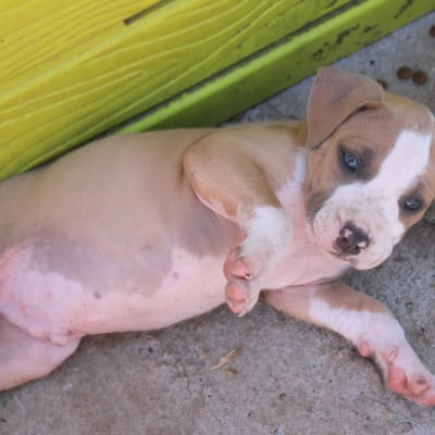 Les chiots de American Staffordshire Terrier