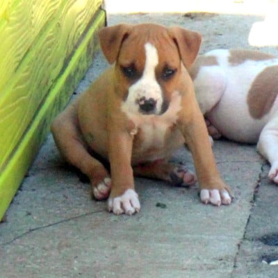 Les chiots de American Staffordshire Terrier