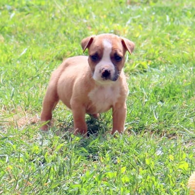 Les chiots de American Staffordshire Terrier