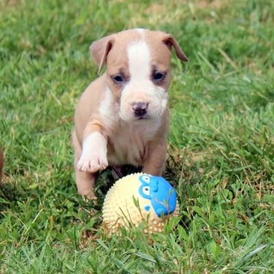 Les chiots de American Staffordshire Terrier