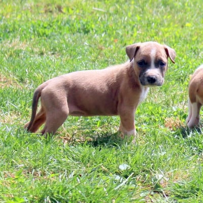 Les chiots de American Staffordshire Terrier