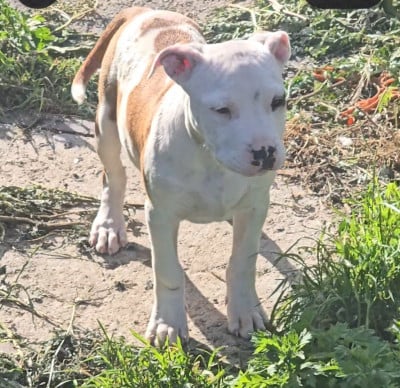 Les chiots de American Staffordshire Terrier