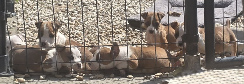 American Staffordshire Terrier - du temple de Gaïa