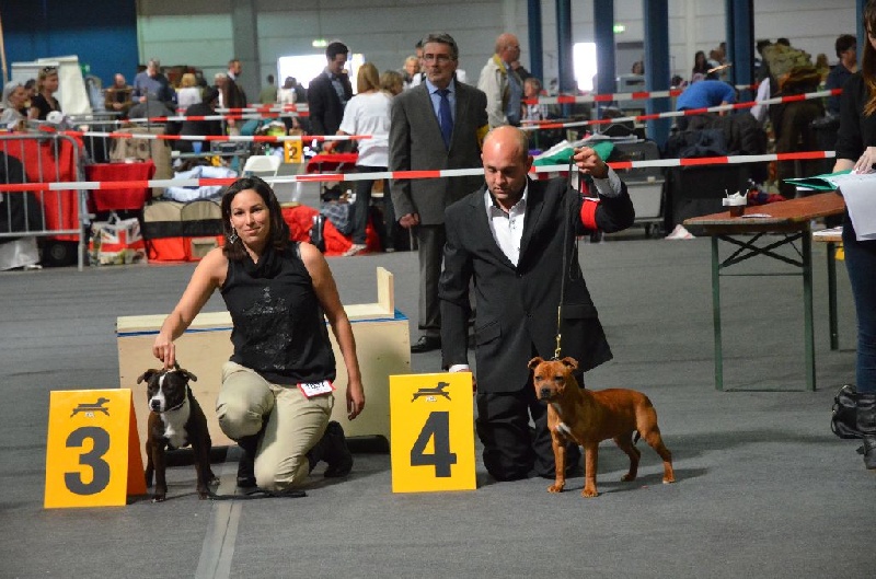 I know you want it du temple de Gaïa - 3eme excellent Classe Puppy