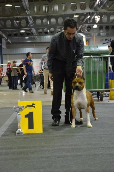 CH. Royal court Courage under fire - 1er excellent classe champion CACl et cacib
