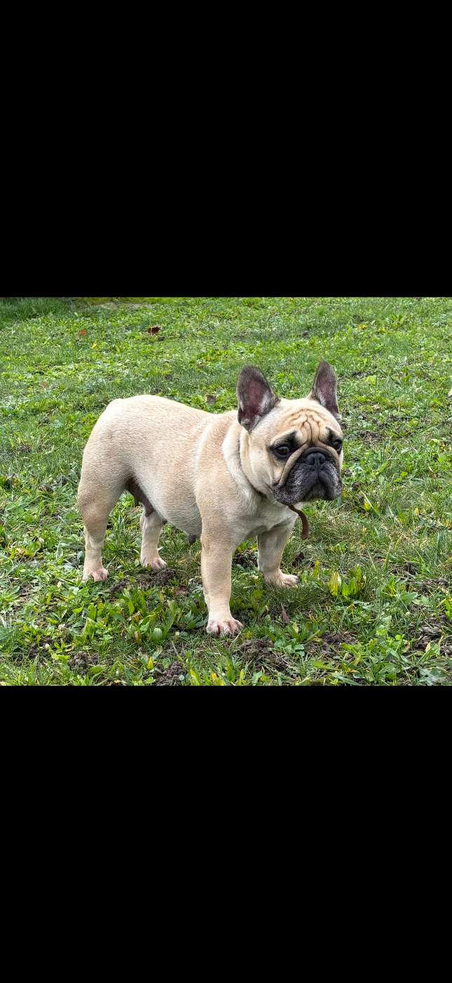 Sheeva De L'Etoile Rose'a Palmira