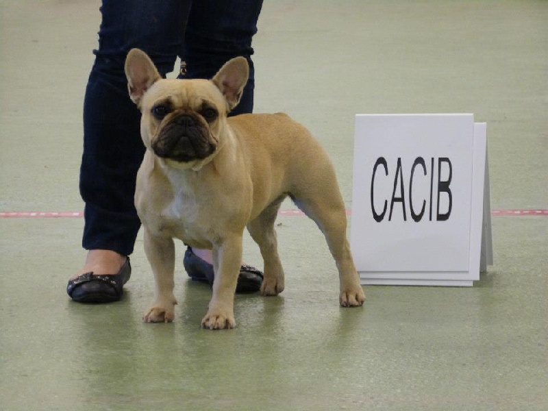 Gour'mandise ciara du Royaume des Mogwaïs - 1er Excellent CACS CACIB