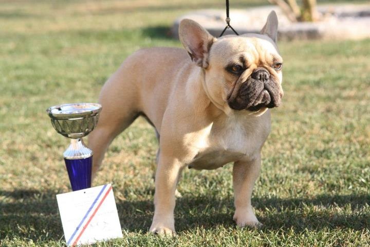 Gour'mandise ciara du Royaume des Mogwaïs - 2eme Excellent RCACS